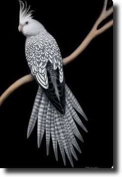 White-black parrot