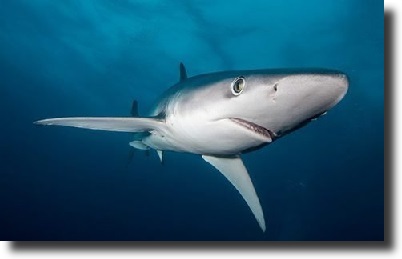 blue shark