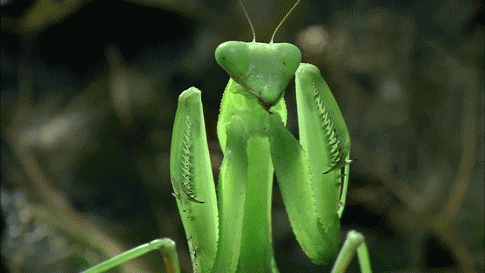 green insect