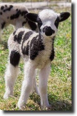 white-black sheep