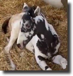 foal