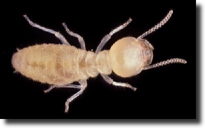 White ant