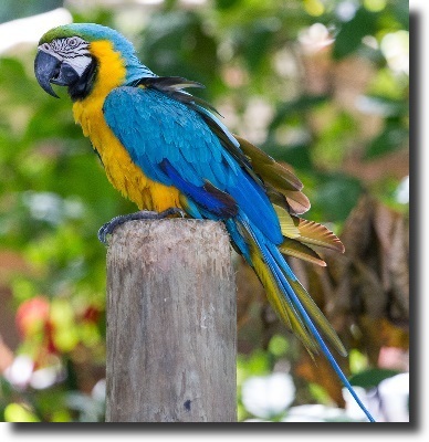 Yellow-blue ara