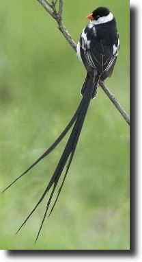 White-black bird