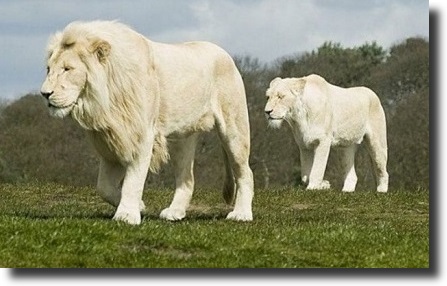 white lions
