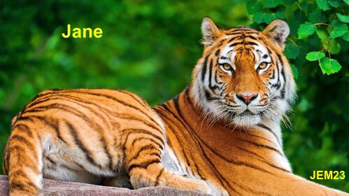 Jane- Tiger