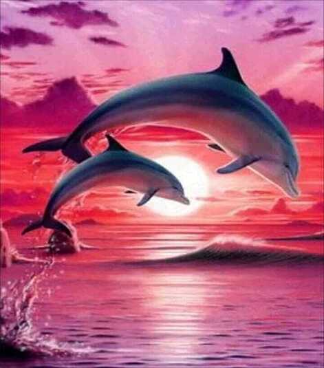 Dolphin Background