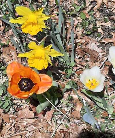 Spring Flowers Background