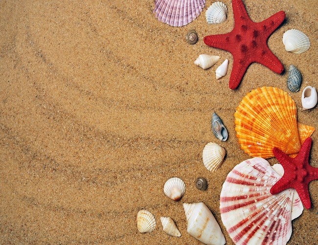 Seashell Background