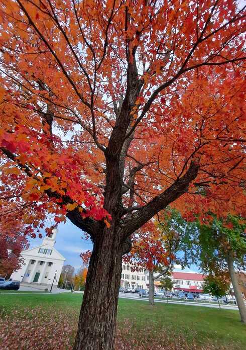 Red Foliage Background