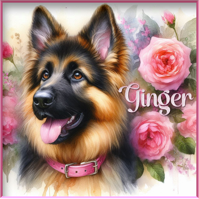 Beautiful photo of Shepherd - Ginger