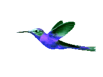 hummingbird