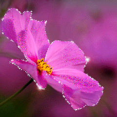 pink flower
