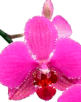 orchid