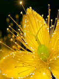 yellow flower