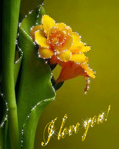 yellow flowers