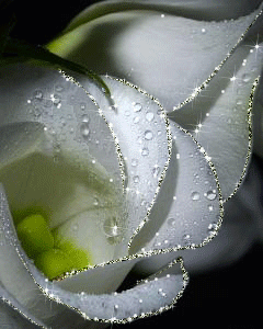 white flowers