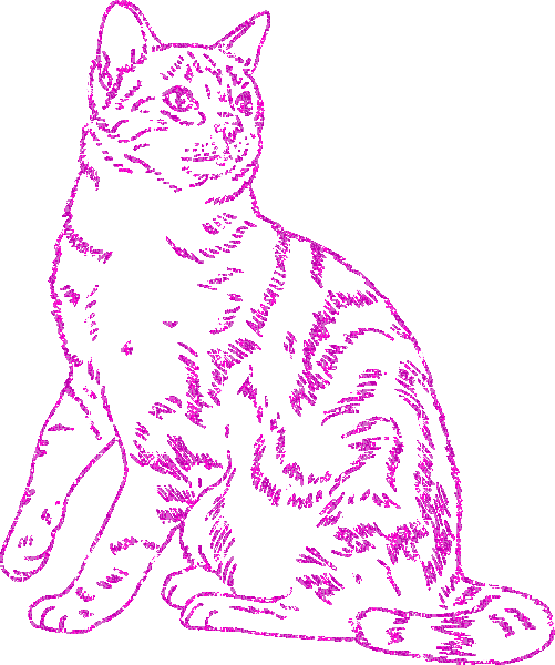 cat