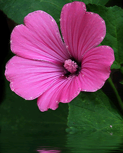 pink flower