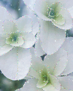 white flowers