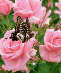 butterfly and roses