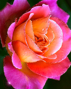 pink and orange rose