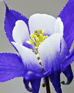 pretty flower