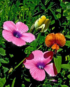pretty flowers