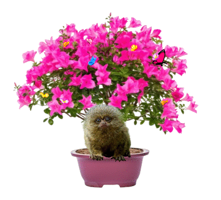 pygmy marmoset