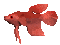 Fish health
