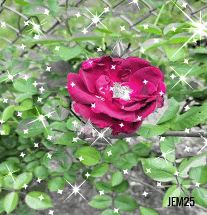 Sparkly Rose