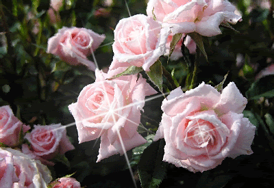 roses (in Animated GIFs)