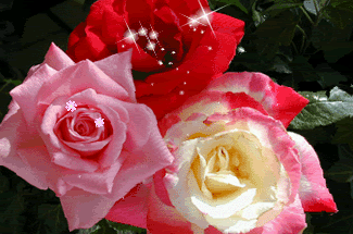 roses (in Animated GIFs)