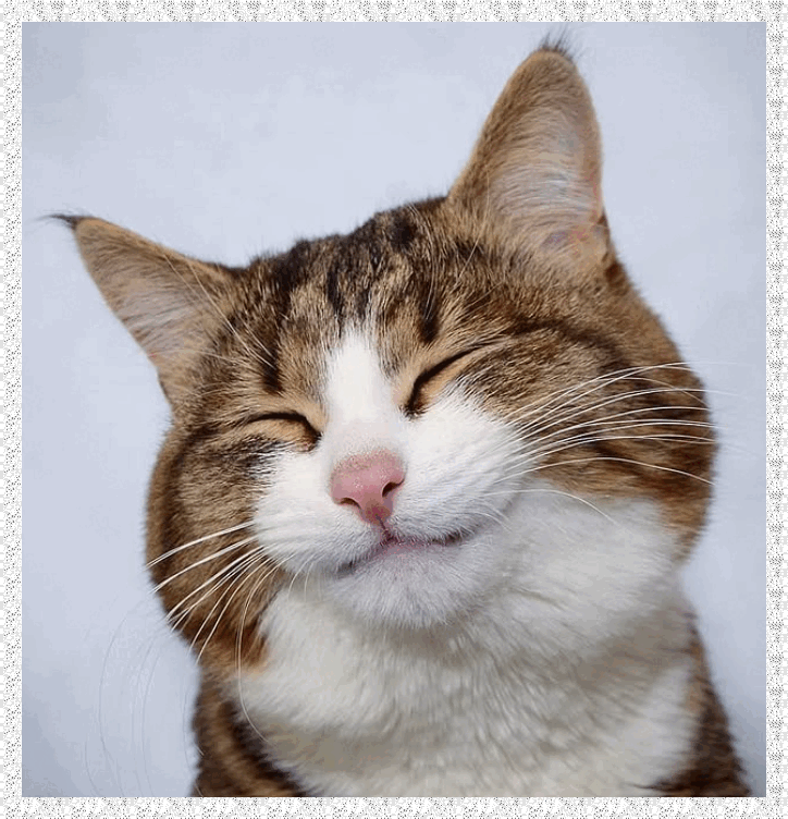 smiling cat (in Sparkles)