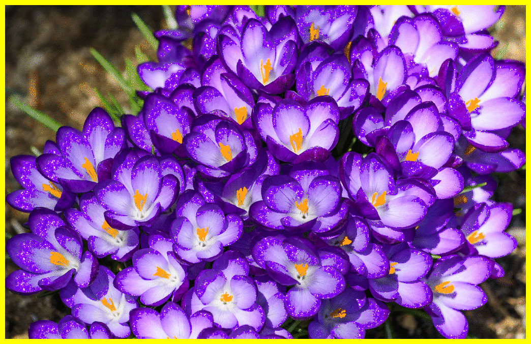 crocus