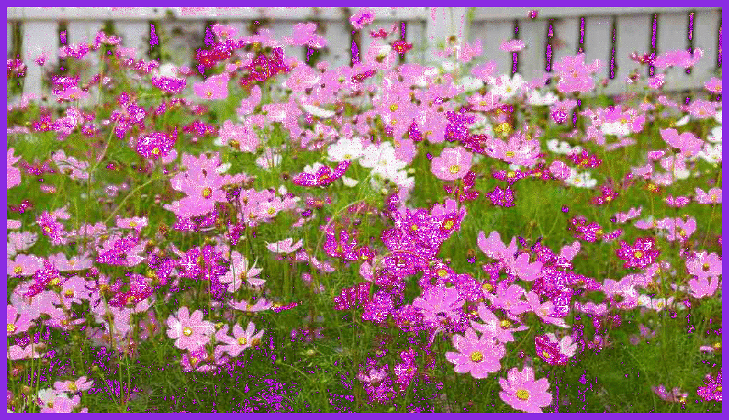 pink flowers