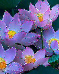 pink flowers