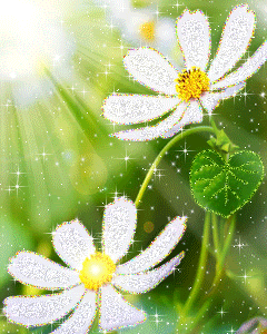 white flowers (in Sparkles)