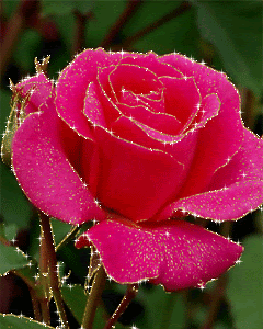 pink rose