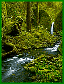 creek in the forest