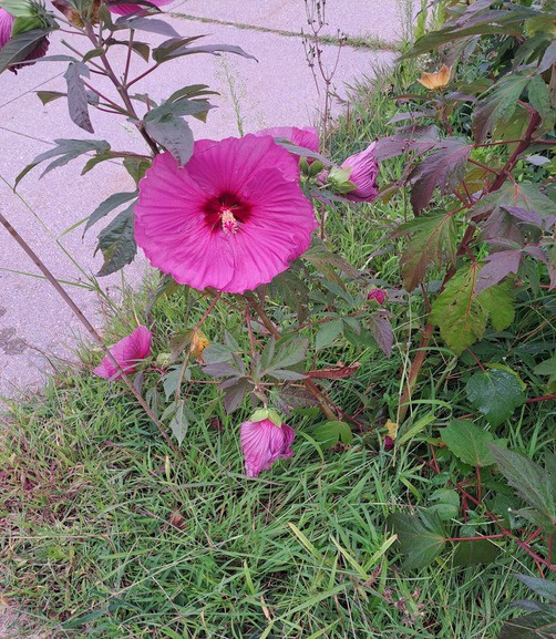 Hibiscus
