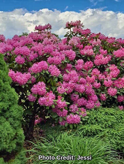 Beautiful Pink Flower Tree