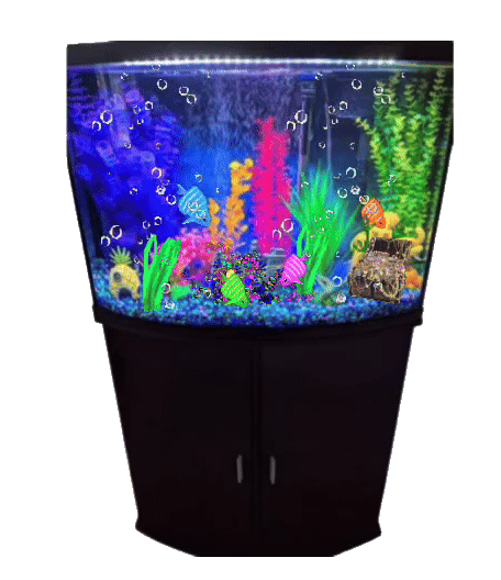 fish aquarium