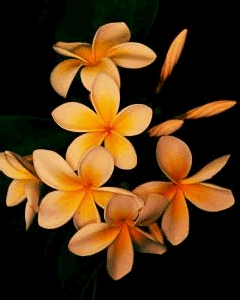 orange flowers