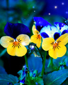 yellow and blue pansies