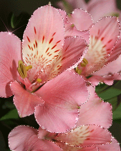 pink flowers