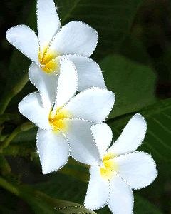 white flowers (in Sparkles)