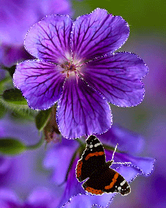 purple flowers