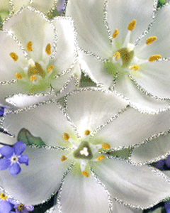 white flowers
