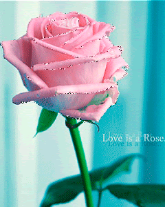 love is a rose